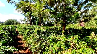 92 Acres for Sale,Thika-Gatanga Highway. - Image 5