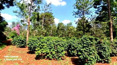 92 Acres for Sale,Thika-Gatanga Highway. - Image 7