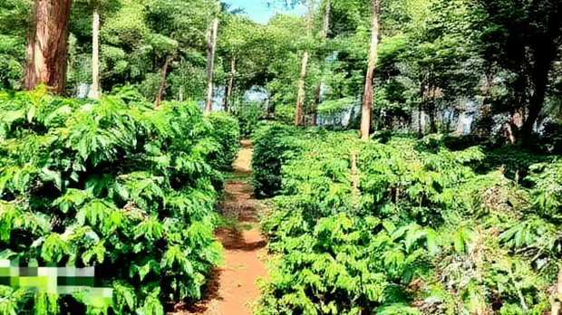 92 Acres for Sale,Thika-Gatanga Highway.