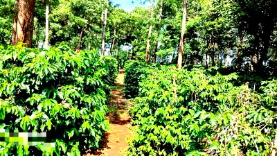 92 Acres for Sale,Thika-Gatanga Highway. - Image 1