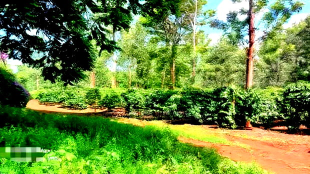 92 Acres for Sale,Thika-Gatanga Highway.
