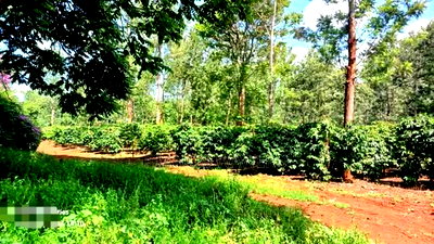 92 Acres for Sale,Thika-Gatanga Highway. - Image 3