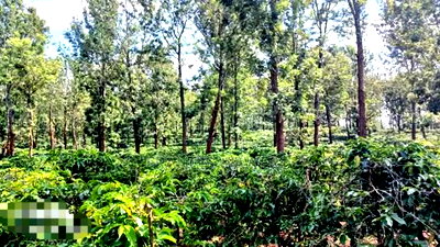 92 Acres for Sale,Thika-Gatanga Highway. - Image 6