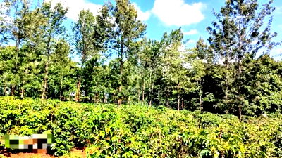 92 Acres for Sale,Thika-Gatanga Highway. - Image 8