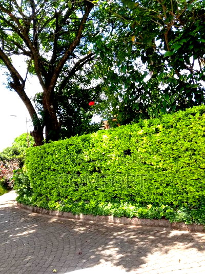 5bdrm Mansion in Karen for rent - Image 19