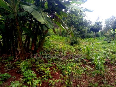 Kikuyu Plot - Image 7