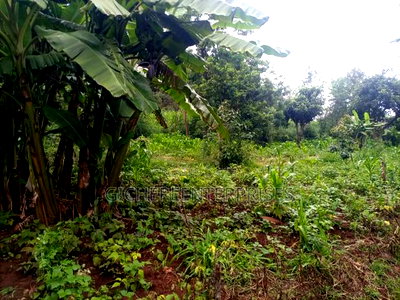 Kikuyu Plot - Image 4