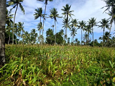 1acre for Sale Kituoni Kilifi - Image 4