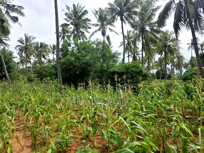 1acre for Sale Kituoni Kilifi - Image 1