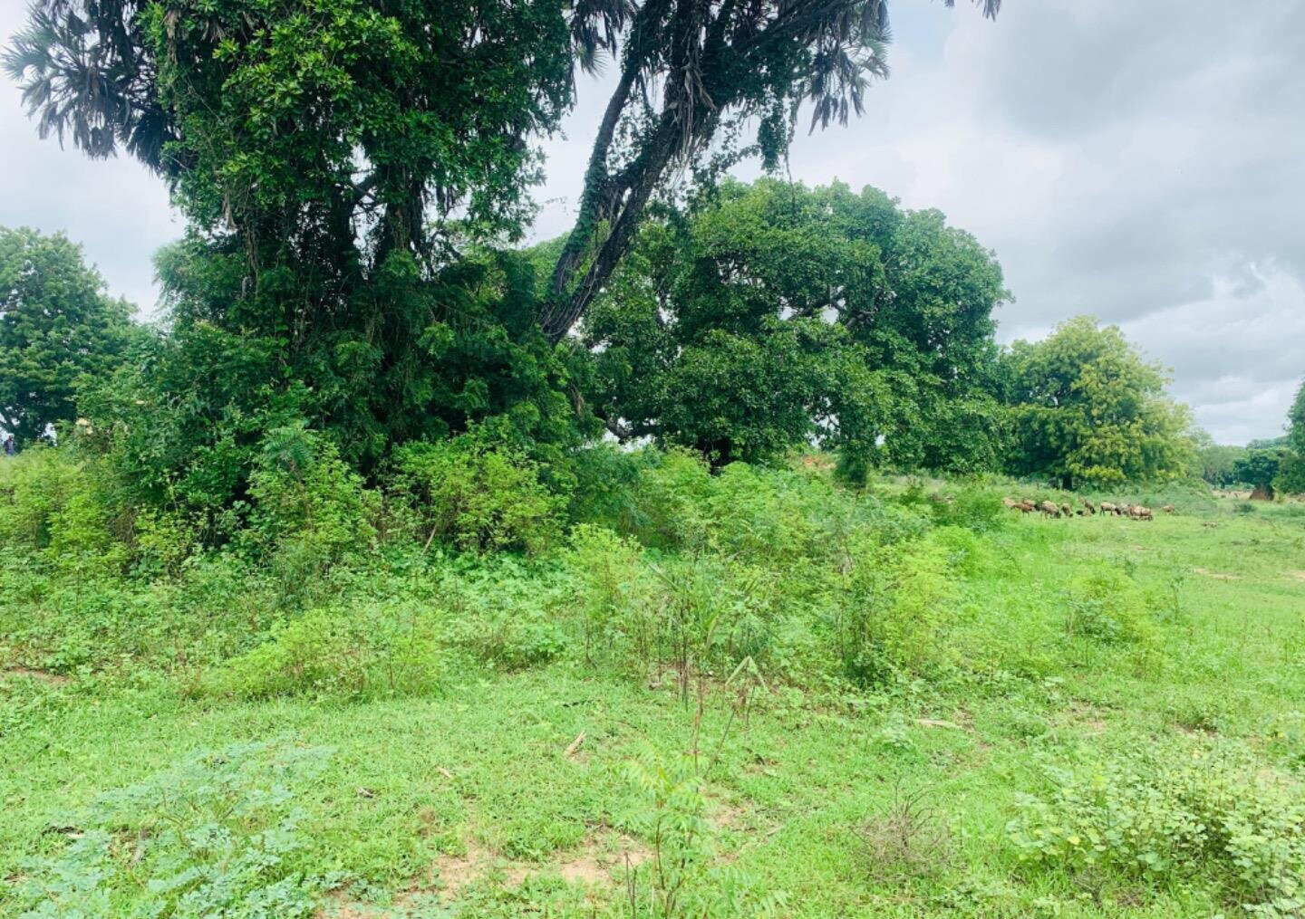 5-Acre Plot in Malindi for KSh 35M