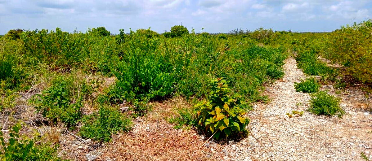 12-Acre Land at KSh 7M