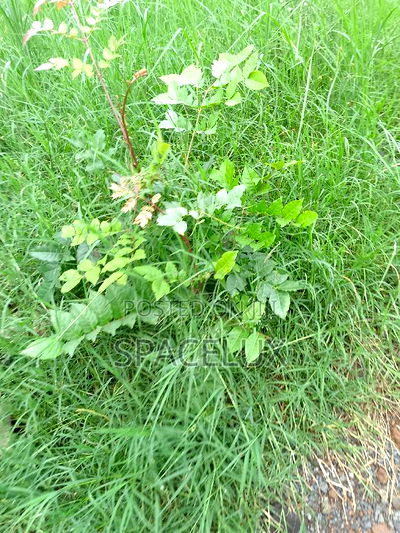 Visible 3/4 Acre 5bderooms Lavington Restaurants/Office - Image 1