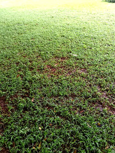 Visible 3/4 Acre 5bderooms Lavington Restaurants/Office - Image 2