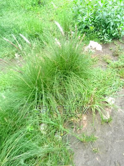 Visible 3/4 Acre 5bderooms Lavington Restaurants/Office - Image 3