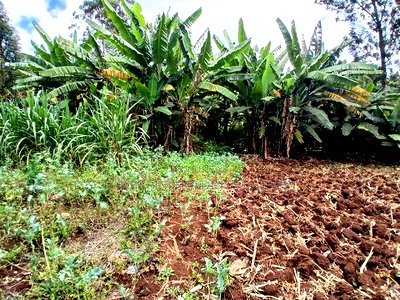 Prime Redsoil Acre Land With 3 BDM Bungalow in Upper Matasia - Image 4