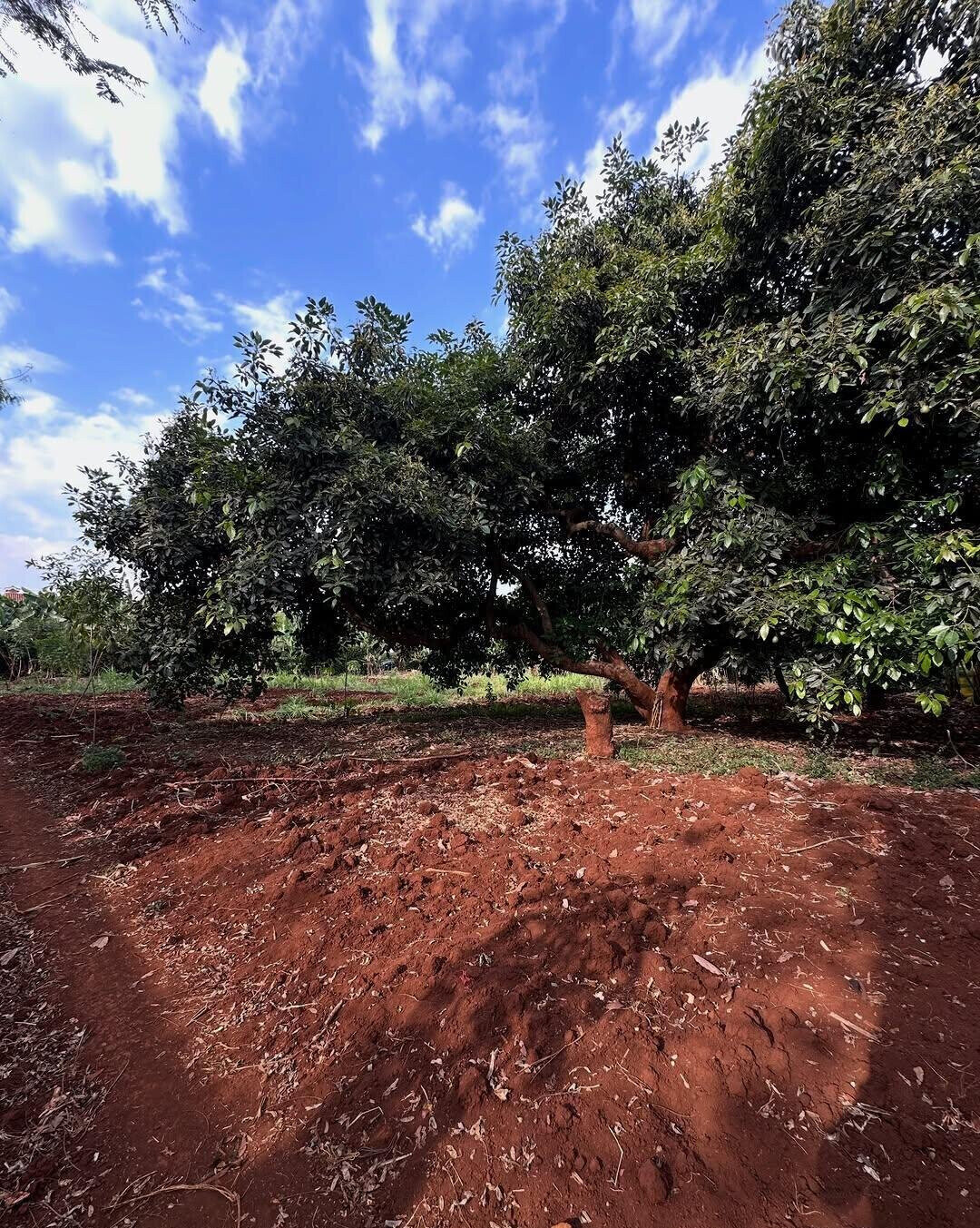 Half Acre Plot at KSh 70M