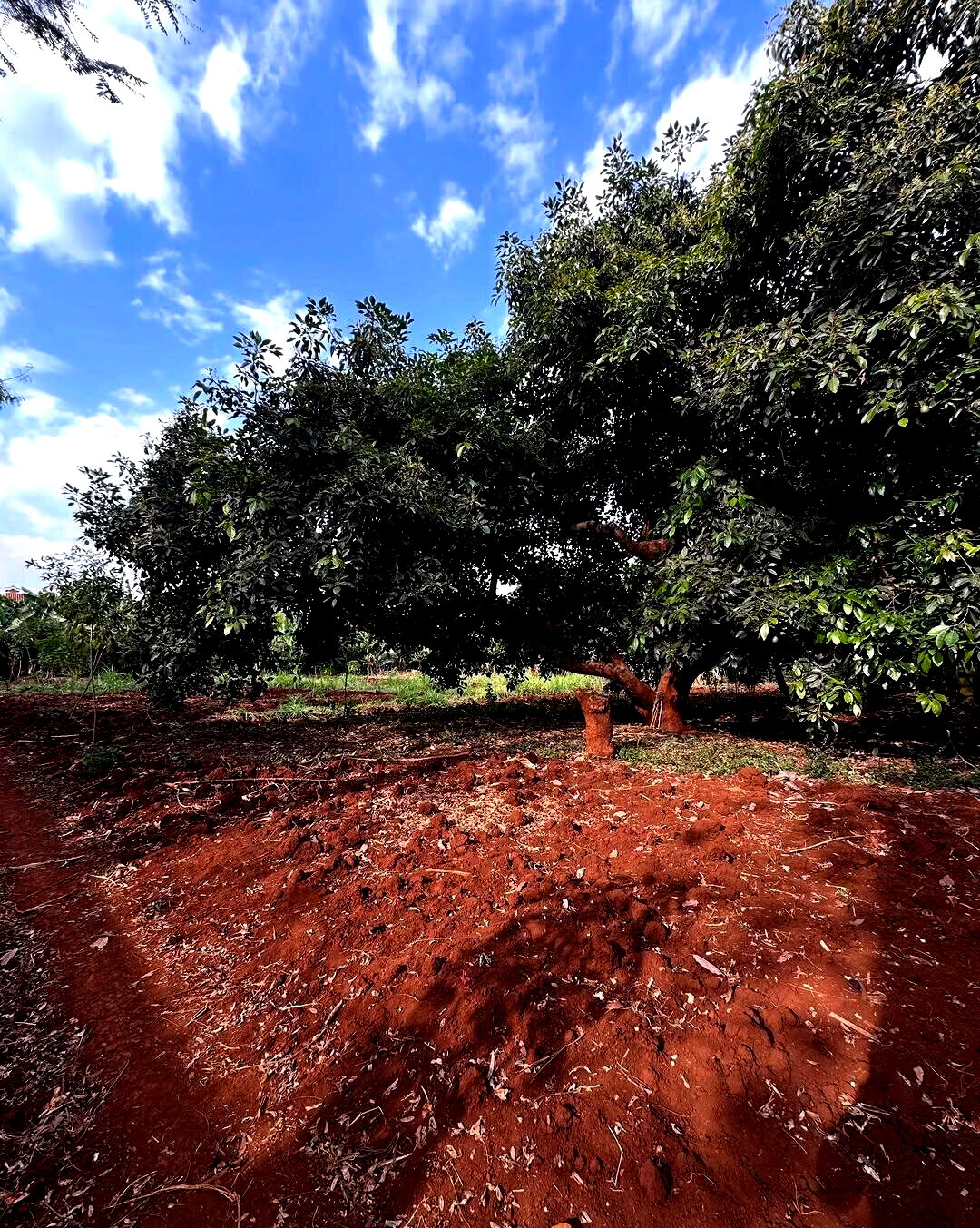 Half Acre Plot at KSh 70M
