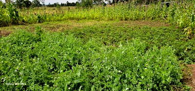 3bdrm House in Chepkanga, Kimumu for sale - Image 6