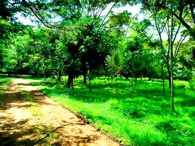 Land for Sale - Image 1