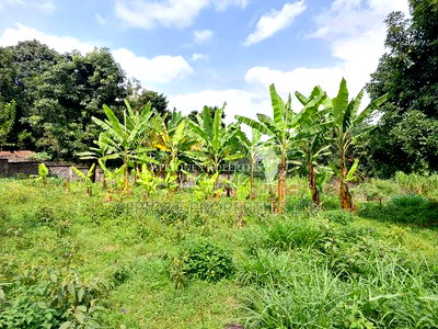 Spring Valley 3.5 Acres Land for Sale - Image 5