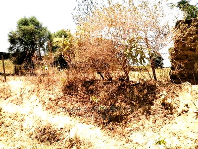 50*100 Plot for Sale in Kiamunyi 500mts From Tarmac - Image 2
