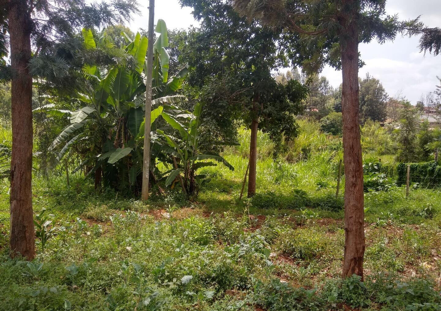 Quarter Acre Plot in Thindigua
