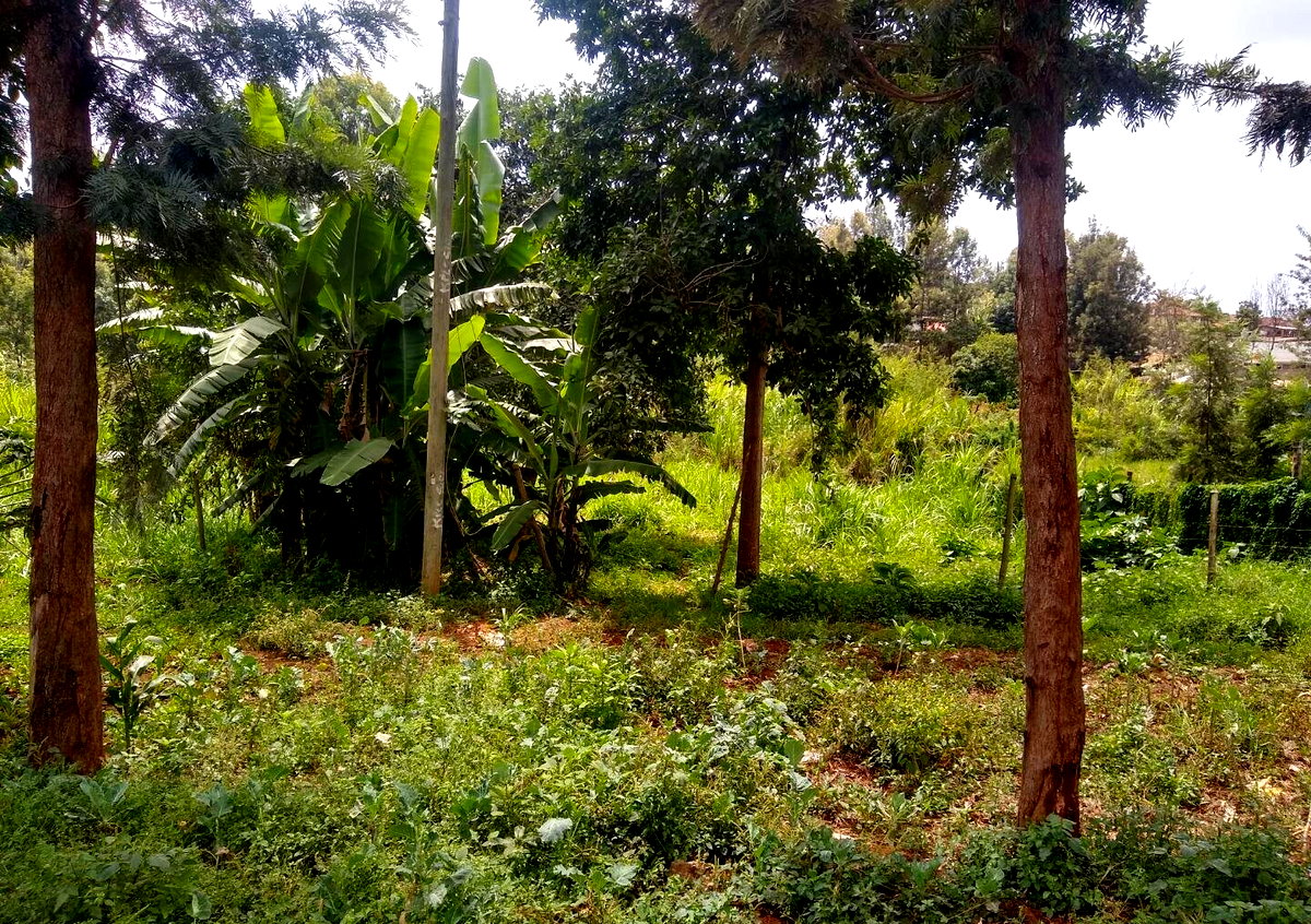 Quarter Acre Plot in Thindigua