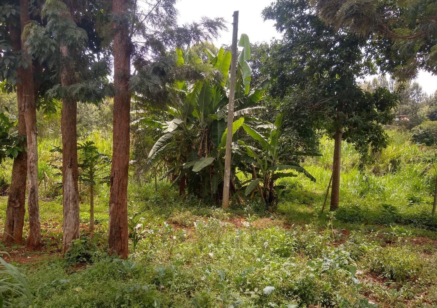 Quarter Acre Plot in Thindigua