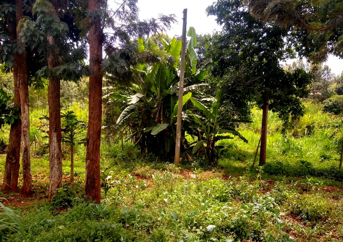 Quarter Acre Plot in Thindigua