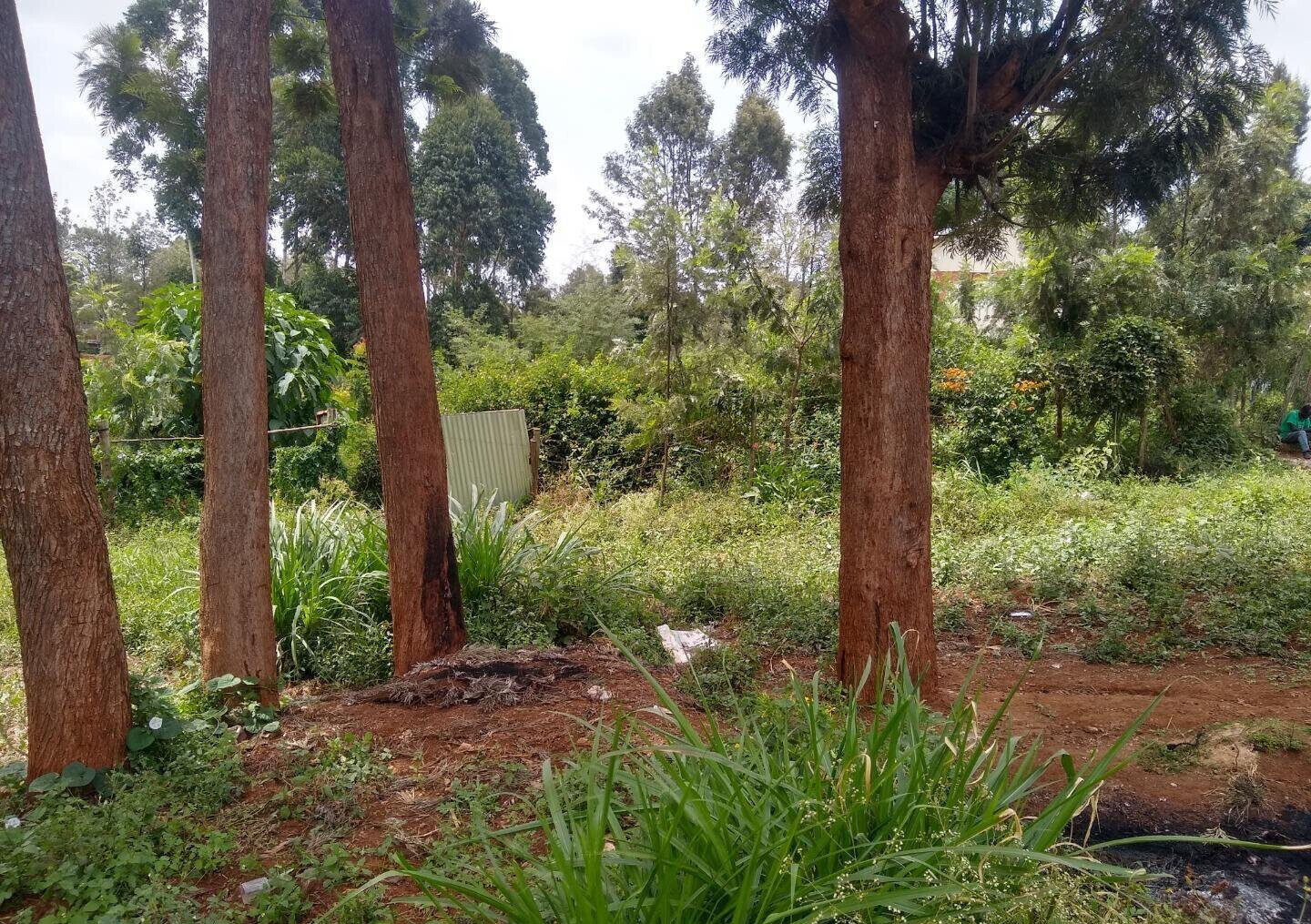 Quarter Acre Plot in Thindigua