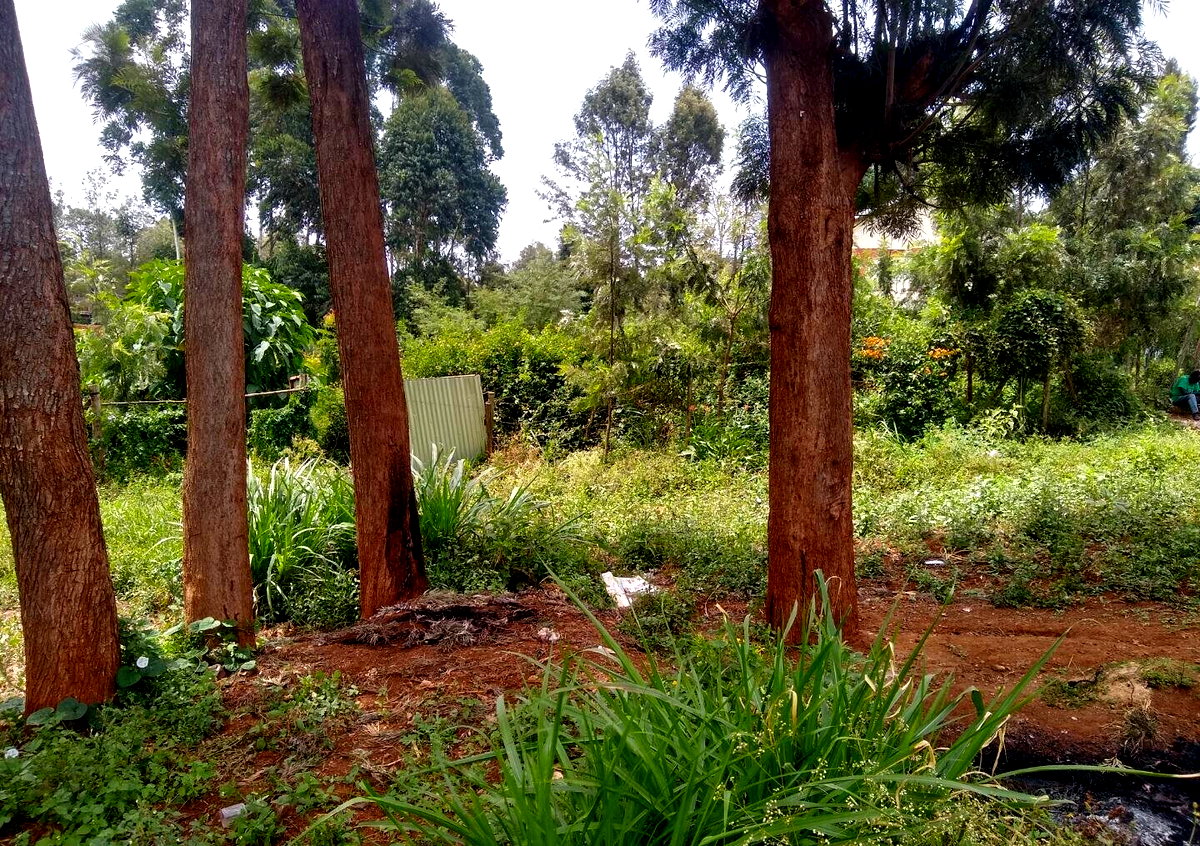 Quarter Acre Plot in Thindigua