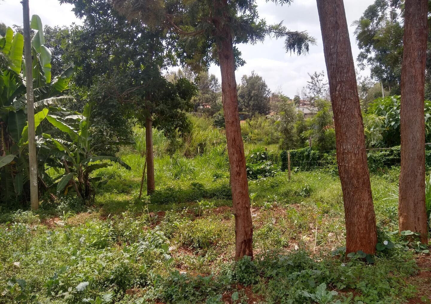 Quarter Acre Plot in Thindigua