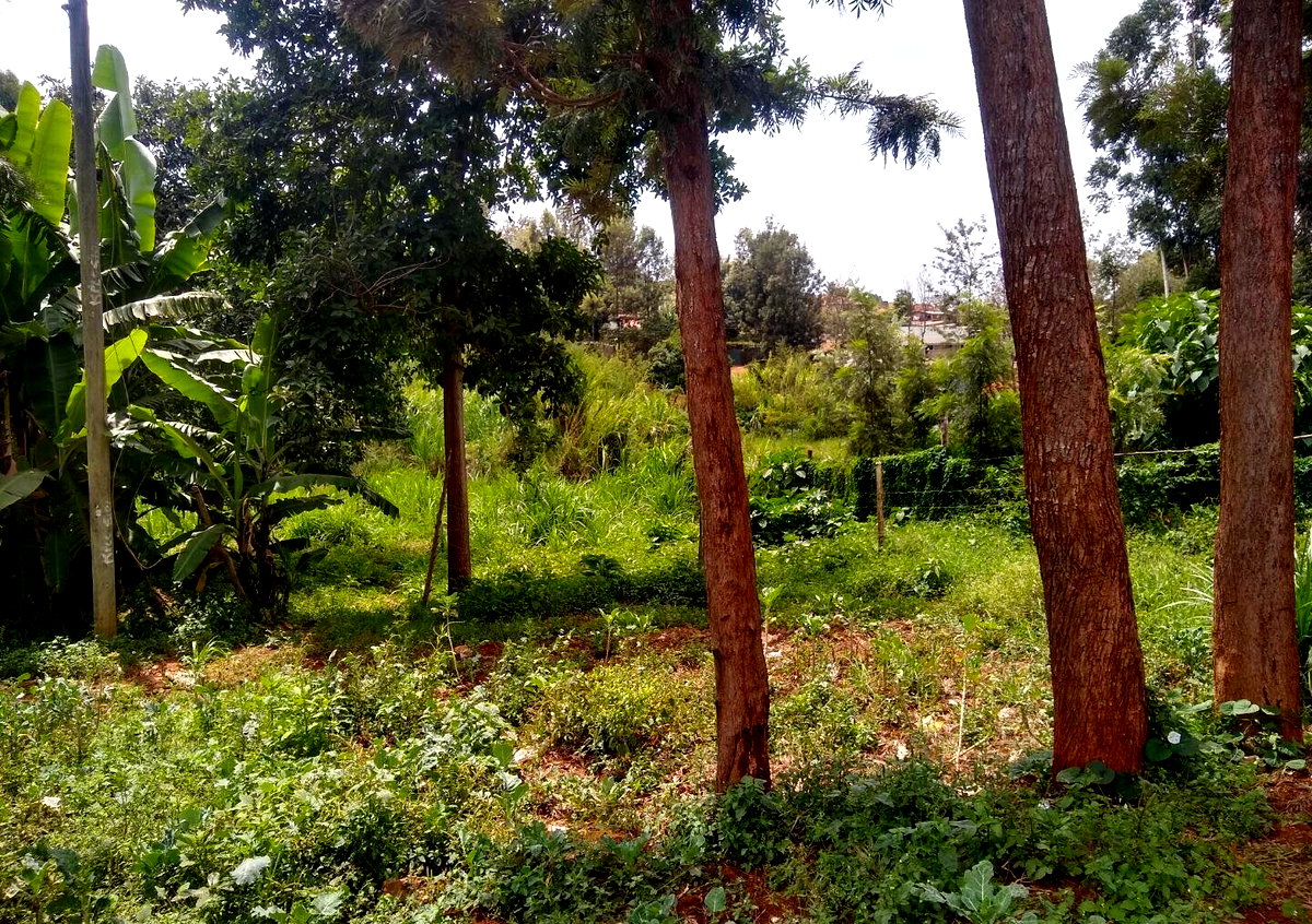 Quarter Acre Plot in Thindigua