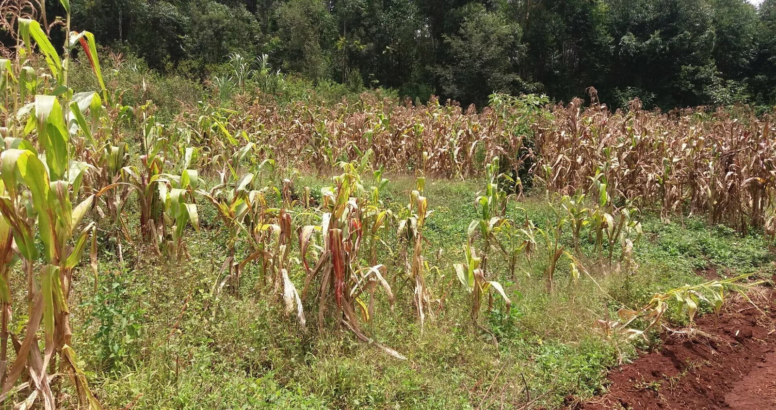 Half Acre Garden Plot with Parking - Kiambu