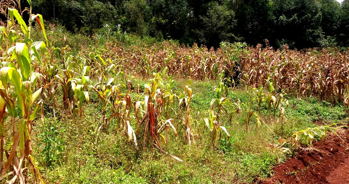 Half Acre Garden Plot with Parking - Kiambu