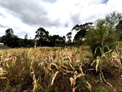 Half Acre Plot on Sale in Ngong, Along Maragara Road. Red Soil Land. - Image 4