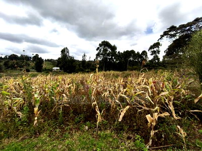 Half Acre Plot on Sale in Ngong, Along Maragara Road. Red Soil Land. - Image 2