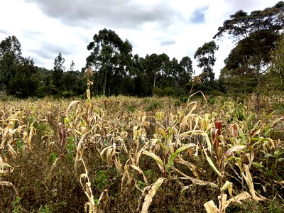 Half Acre Plot on Sale in Ngong, Along Maragara Road. Red Soil Land. - Image 3