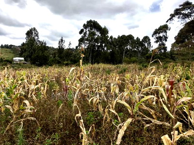Half Acre Plot on Sale in Ngong, Along Maragara Road. Red Soil Land. - Image 1