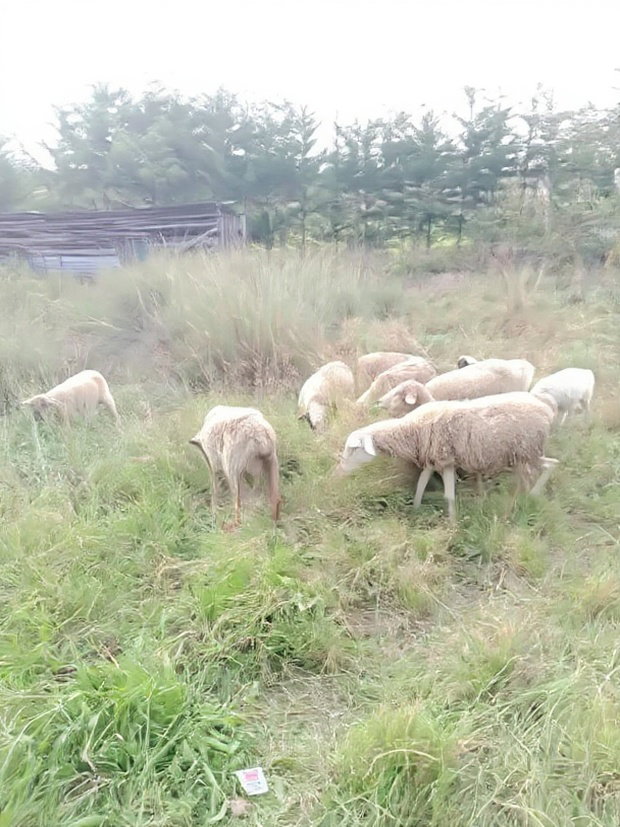 Land for Sale in Nyeri Munyu With a House