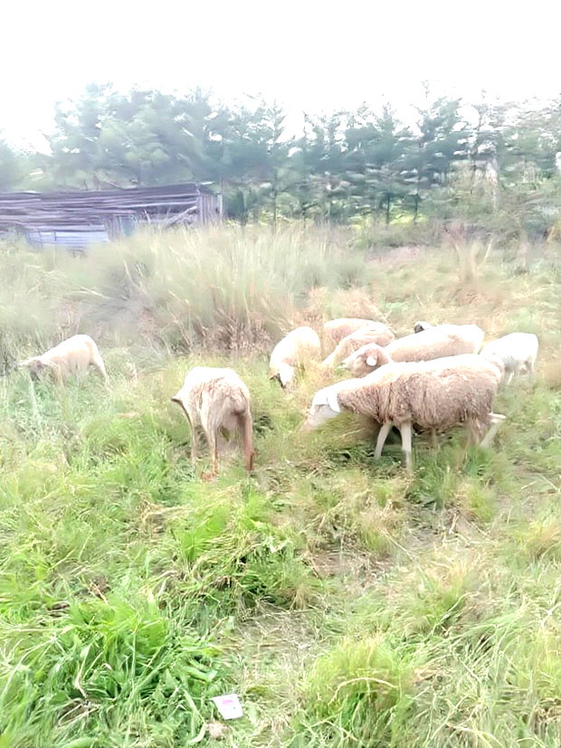 Land for Sale in Nyeri Munyu With a House