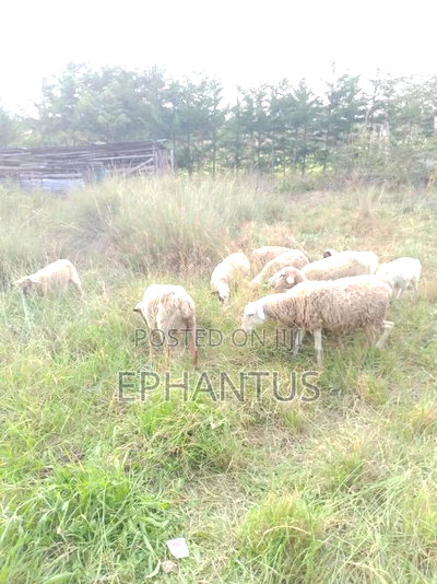 Land for Sale in Nyeri Munyu With a House - Image 4