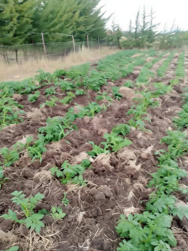 Land for Sale in Nyeri Munyu With a House