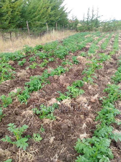 Land for Sale in Nyeri Munyu With a House - Image 2