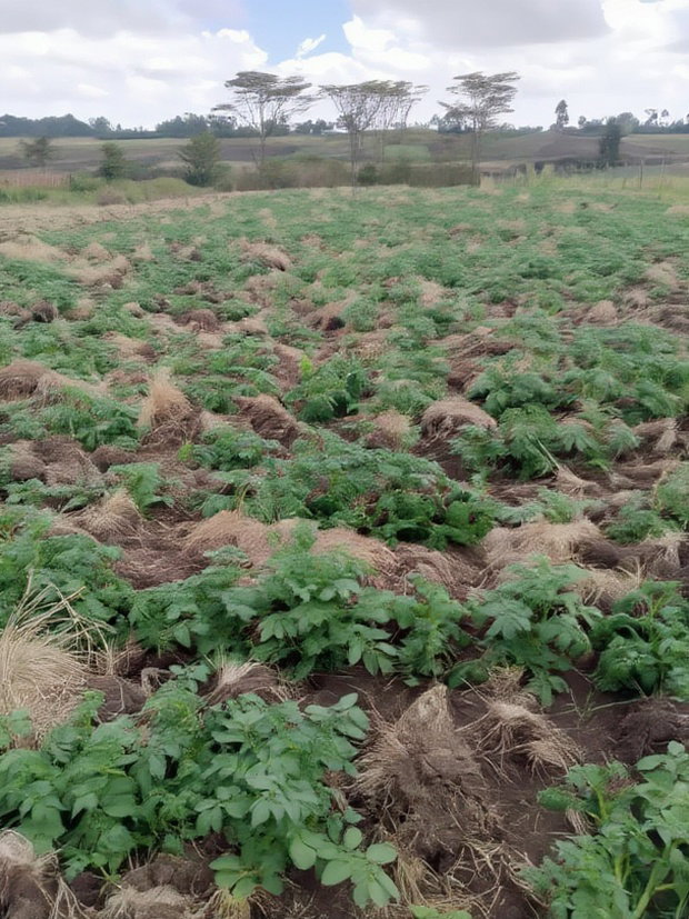 Land for Sale in Nyeri Munyu With a House
