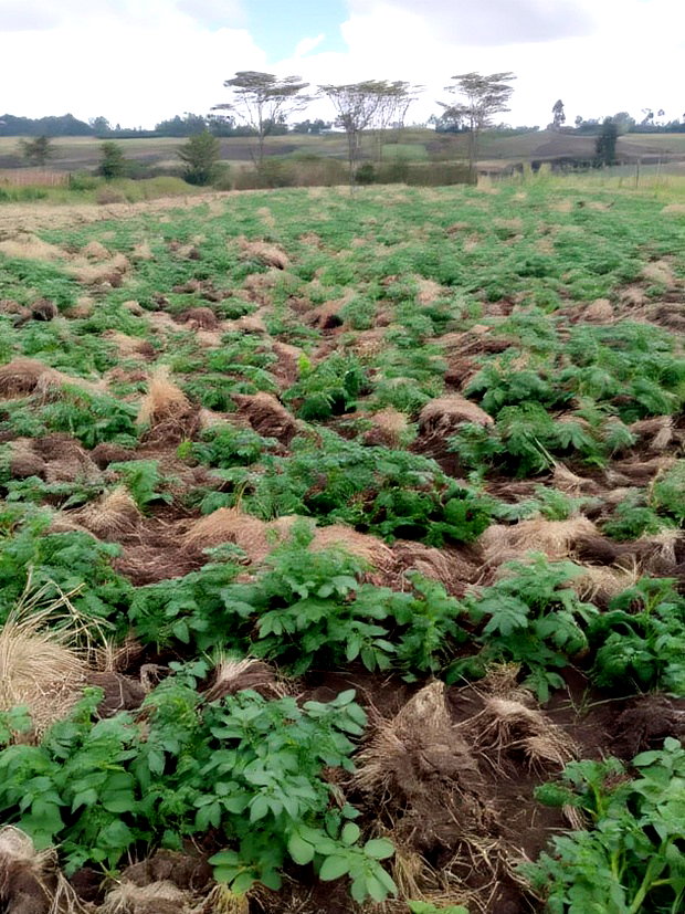 Land for Sale in Nyeri Munyu With a House