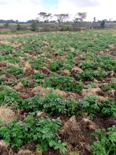 Land for Sale in Nyeri Munyu With a House - Image 3