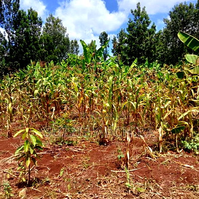 Kenol Plots for Sale Measuring 40*80ft - Image 1