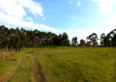 50x100 Plot with Garden and Parking