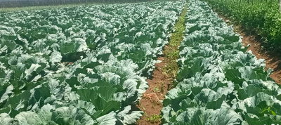 720-Acre Farm with River Pesi Frontage